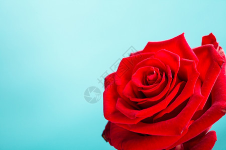浪漫的红玫瑰花是爱情的象征礼物高清图片素材