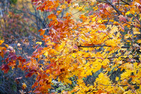 美丽的秋树地貌金树自然背景图片