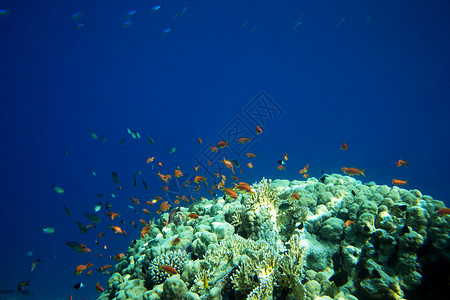 珊瑚礁有软和硬有异国鱼类高清图片