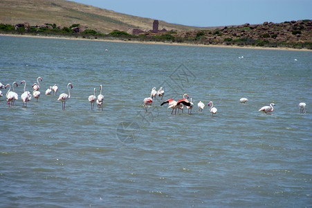 水中的Flamingos外来鸟类动物图片