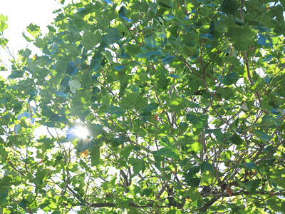 红绿树叶和阳光作为背景背景图片