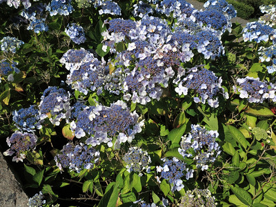 HydrangeaAsperaMacrophylla树苗花丛灌木图片