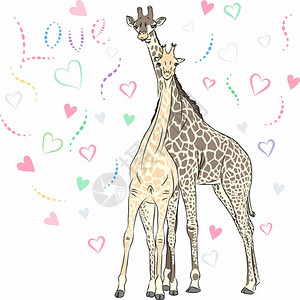 爱的长颈鹿中有趣一对情侣背景图片