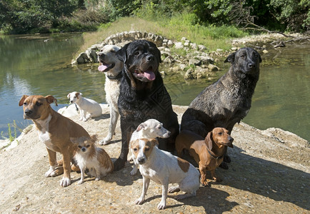 在河流附近有一群狗它们本是天然的杰克高清图片素材