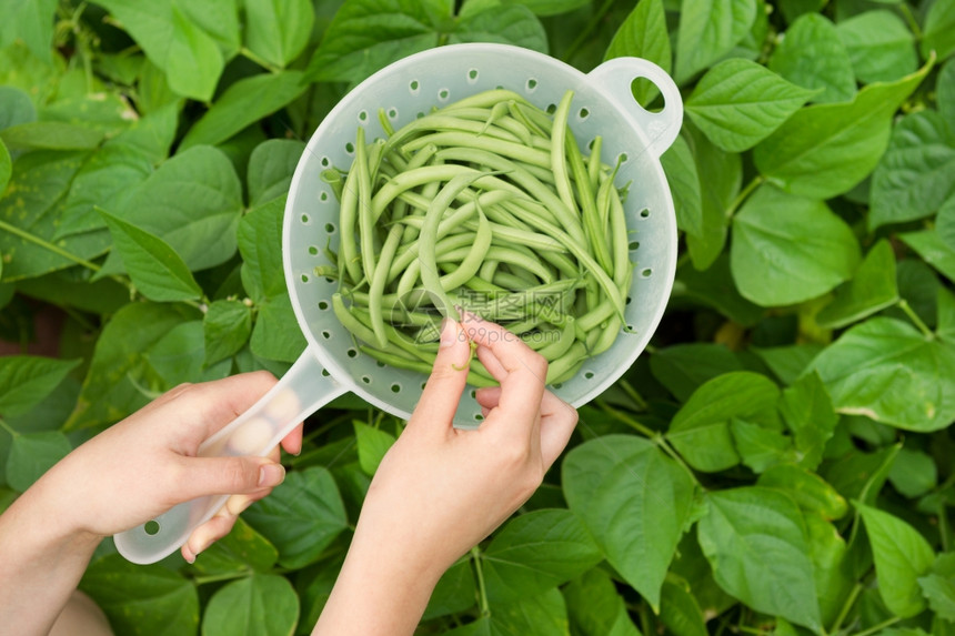 在塑料容器内和背景的豆园持有新鲜采摘的绿豆女手横向视角图片