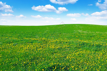 dandelion田地和天空图片