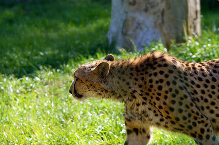 CheetahPortraitCinonixJubabatus步行图片