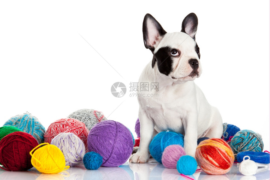 法国牛犬狗羊毛球孤立在白色背景图片