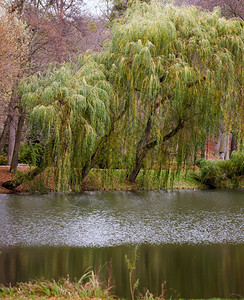 秋天的湖景公园的象底有棵哭泣的柳树图片