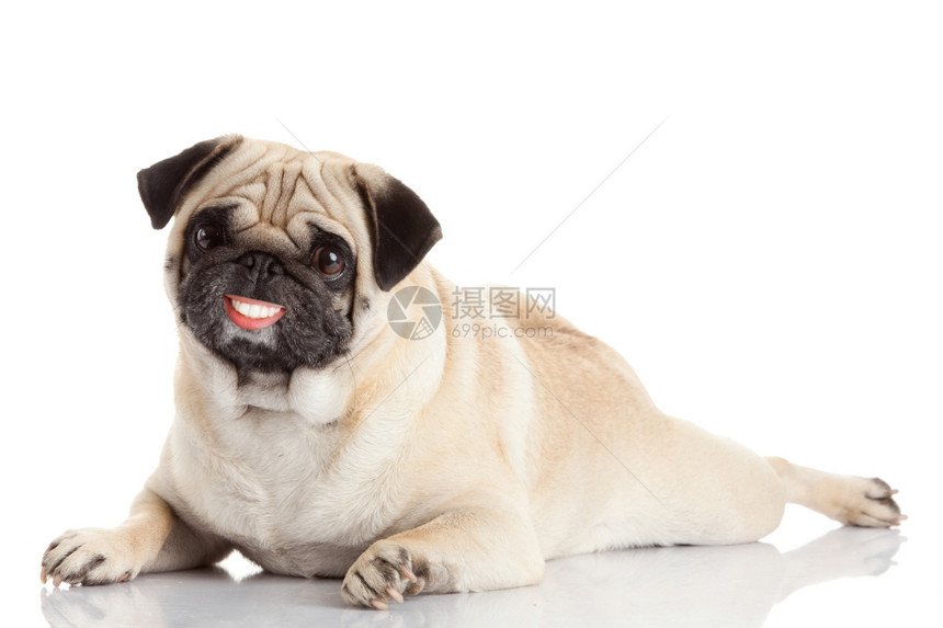 长着大笑脸的狗孤立在白色背景上带着假牙的狗图片