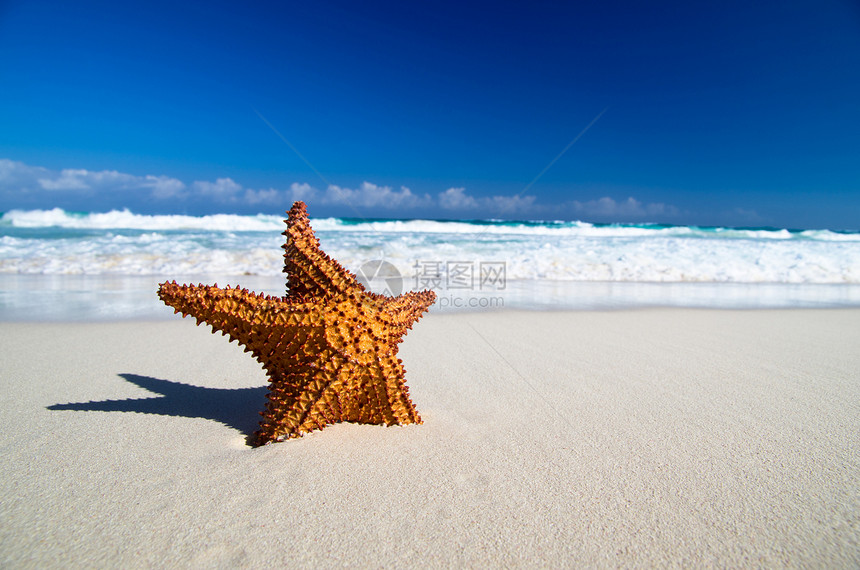 沙滩上加勒比海星图片