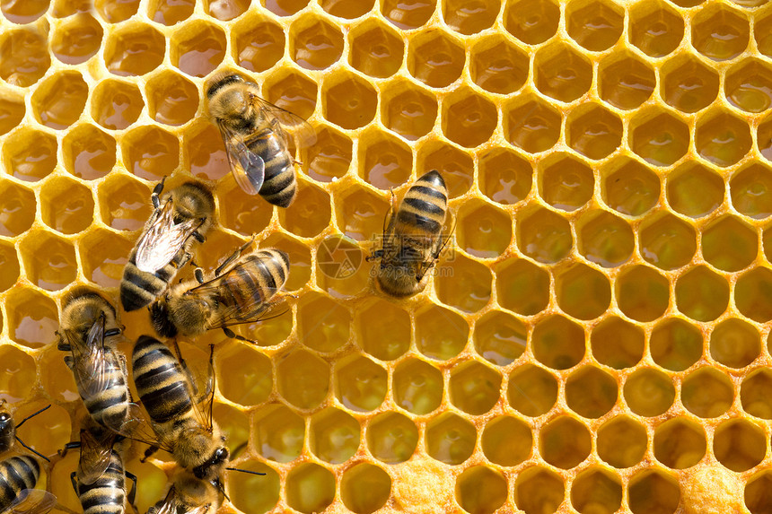 近距离观察蜂蜜在细胞上的工作图片