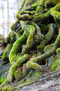 苔藓表面生长自然关闭缠绕的树根覆盖着绿苔门外背景
