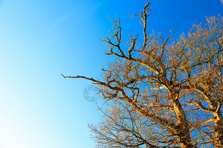 树枝对着晴的蓝天秋风景图片