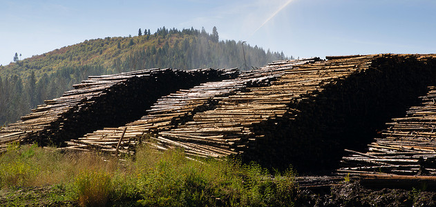 西北木材储藏场伐业图片