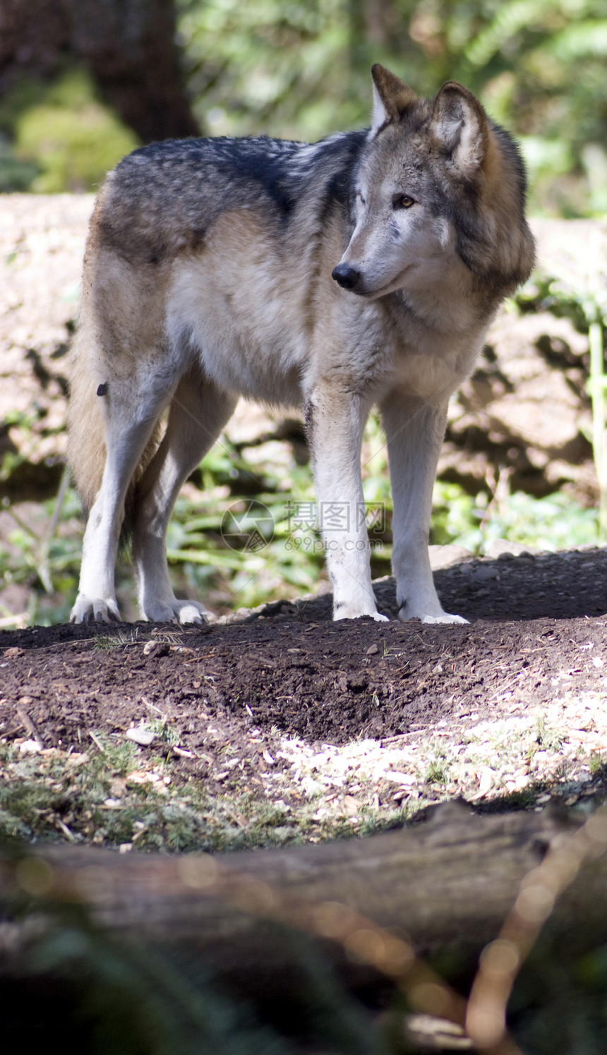 北美木材狼站立望着摄影机图片