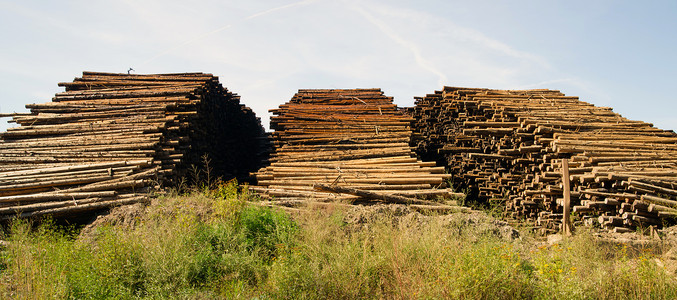 西北木材储藏场伐业图片