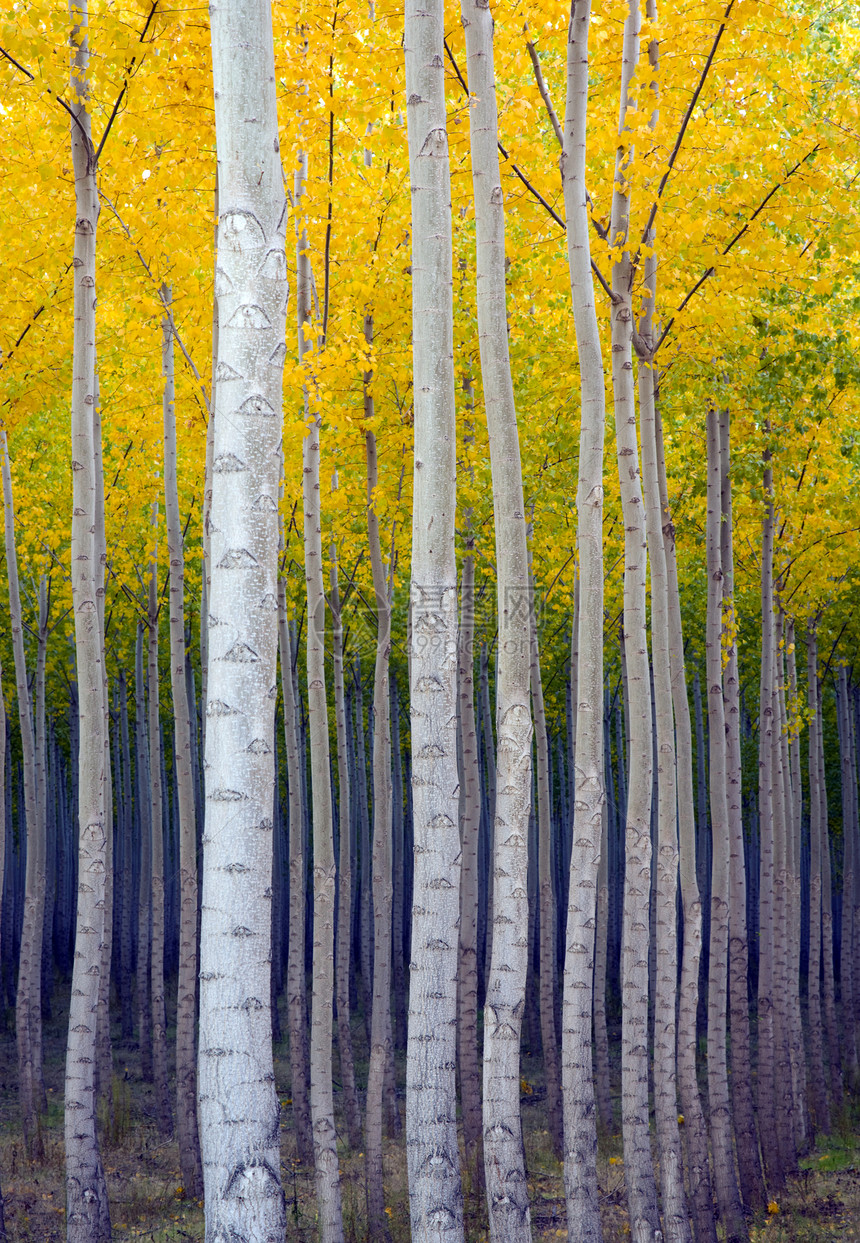 秋天直向垂的树柱图片