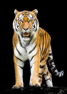 黑背景的老虎图片