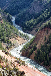 黄石河的垂直图像穿过峡谷在夏日穿过峡谷周围是松树图片