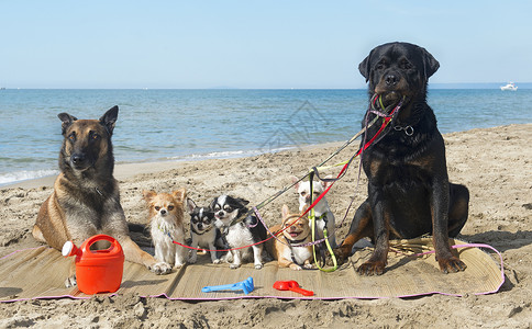 海滩上一群纯种狗假日高清图片素材