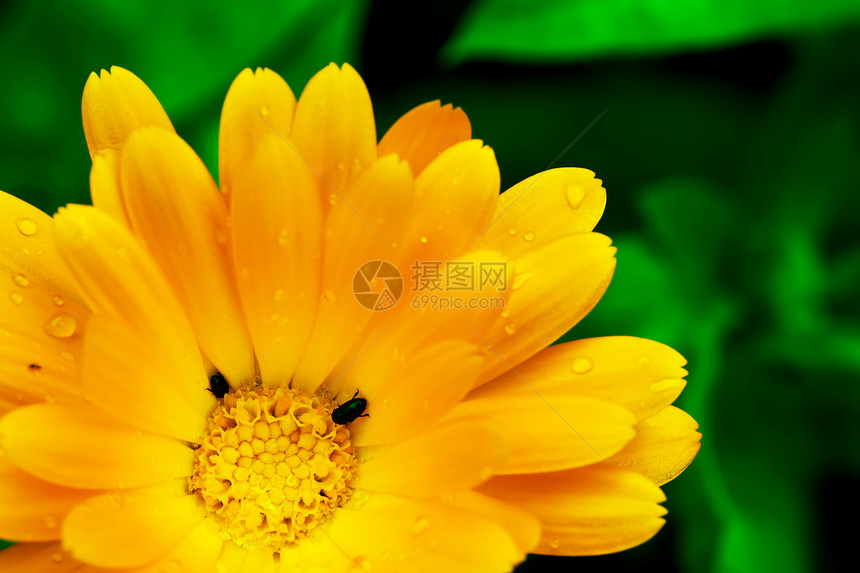 美丽的黄色Gerbera花朵有两个小黑虫图片
