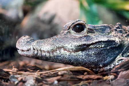 鳄鱼剖面画像其下巴的侧边视图聚焦于眼睛图片