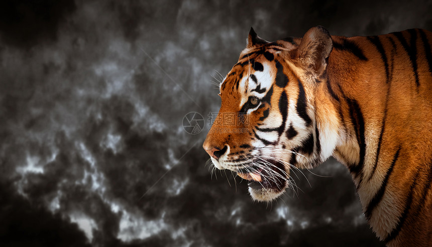 野虎寻找并准备捕猎侧景云层黑天空背景图片