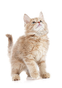 白色背景上的纯种主要羽毛小猫肖像背景图片