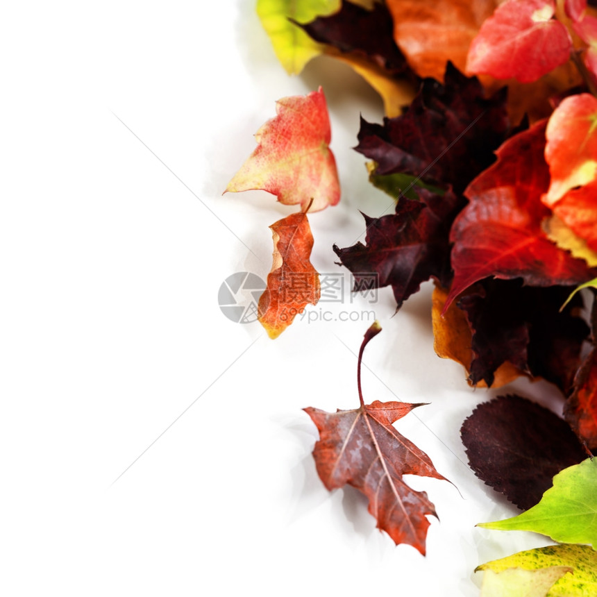 白背景的秋叶图片