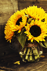 木背景花瓶中美丽的鲜向日葵图片