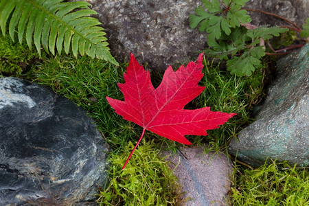 紧贴着一块黑色的红绿叶最后秋色的落叶岩石和苔高清图片