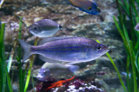 鱼在水族中图片