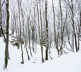 冬季的森林与道路图片