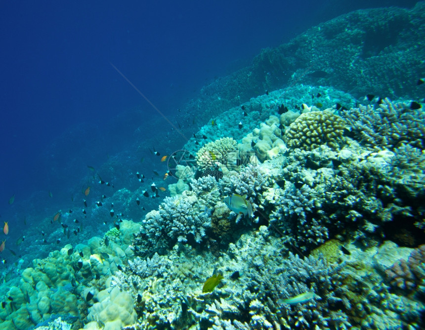 珊瑚礁有软和硬有异国鱼类图片