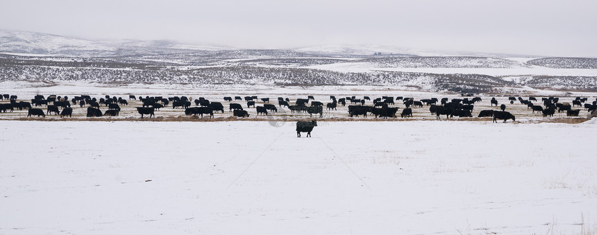 Angaza牛群冷冻温度图片