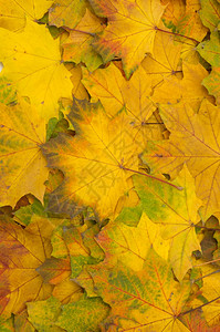 秋天的黄色枫叶背景图片