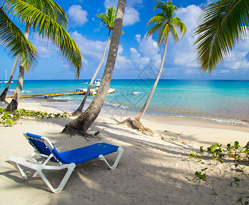 蓝色沙滩椅棕榈树下沙滩椅背景