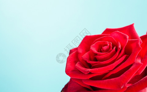 盛开的红玫瑰花作为蓝色爱情的象征浪漫的高清图片素材