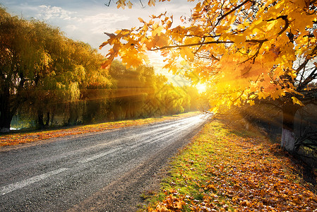 横穿秋天森林的太阳光束高速公路图片