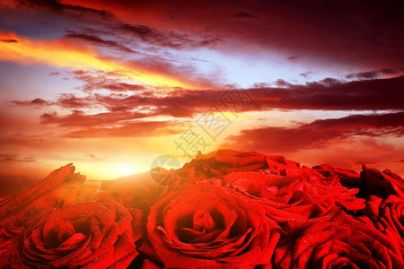红玫瑰花在戏剧浪漫的日落天空上情人节母亲结婚周年庆典等盛大图片