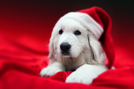 穿着Chrstrimas帽子的可爱小白狗躺在红边上假日主题贺卡图片