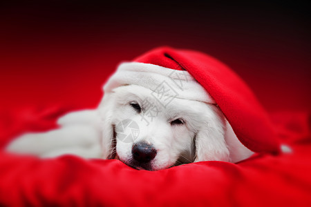 穿着Chrstrimas帽子的可爱小白狗睡在红边上假日主题贺卡图片