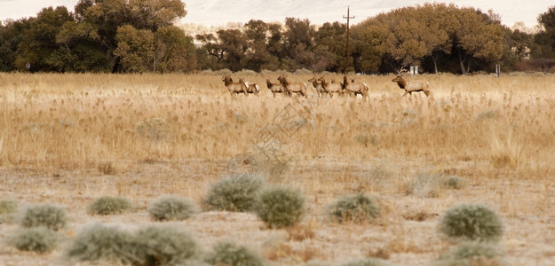 这是一头大公牛鹿与十几只雌动物高清图片