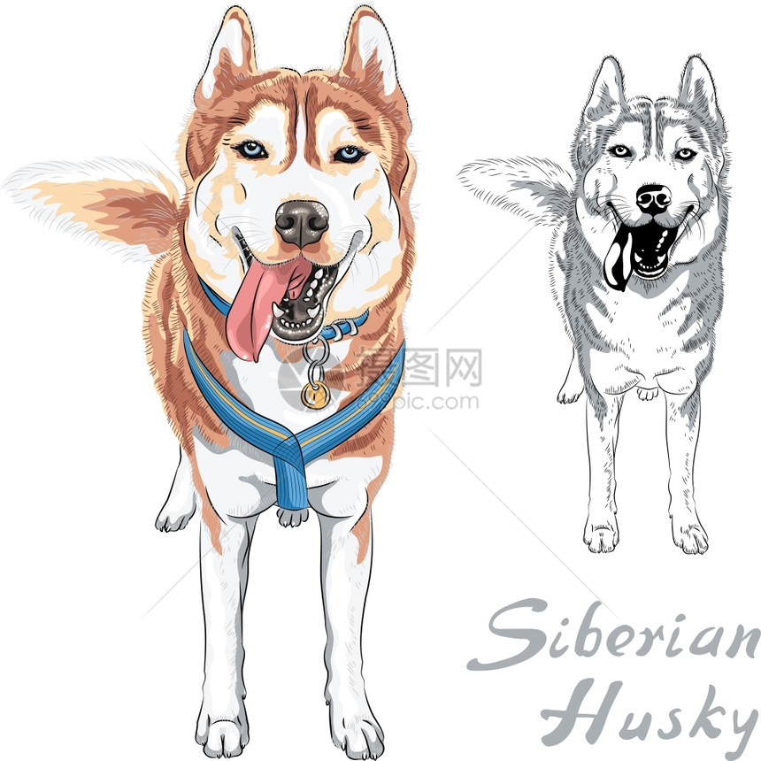 狗西伯利亚Husky繁殖站立和微笑图片