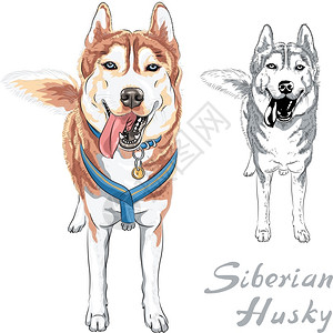 马拉雪橇狗西伯利亚Husky繁殖站立和微笑插画