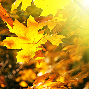 阳光照亮的树叶图片