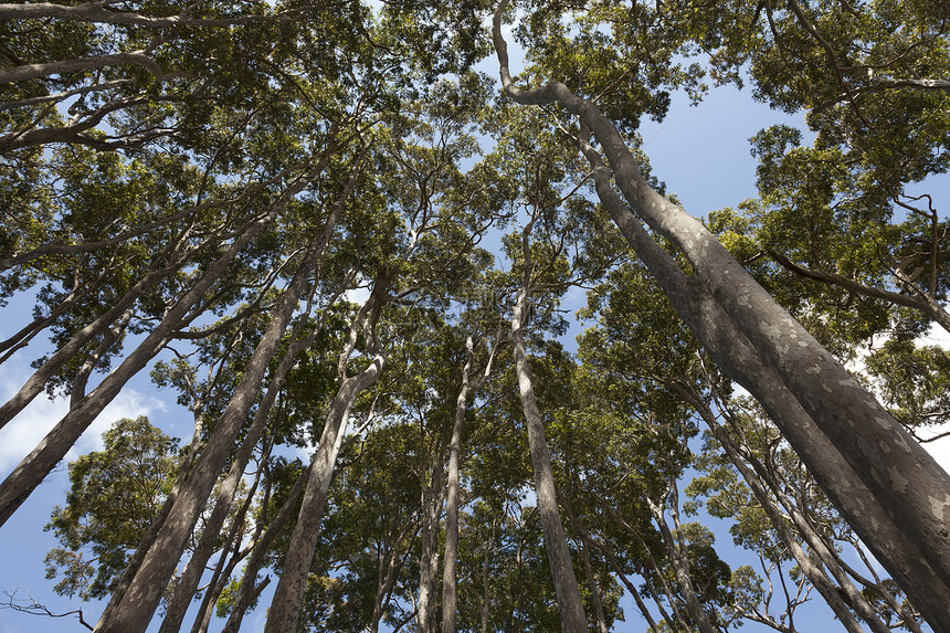 澳大利亚新南威尔士州Eucalyptus树图片