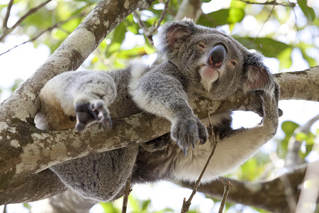 Koala在树上放松澳大利亚昆士兰州高清图片