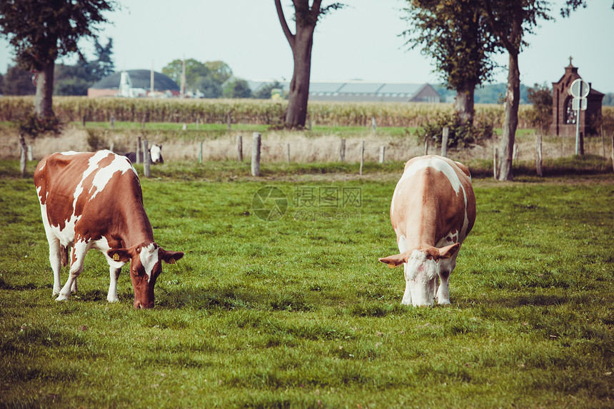 用绿草在地上的牛群放牧小图片